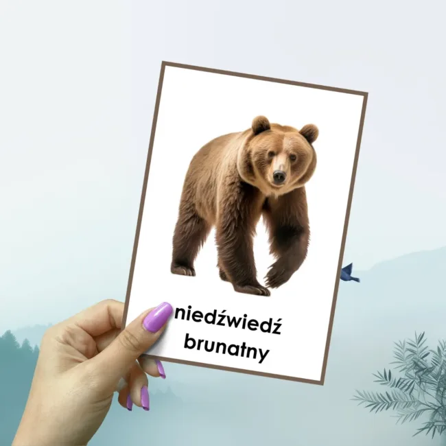 plansze edukacyjne leśne zwierzęta