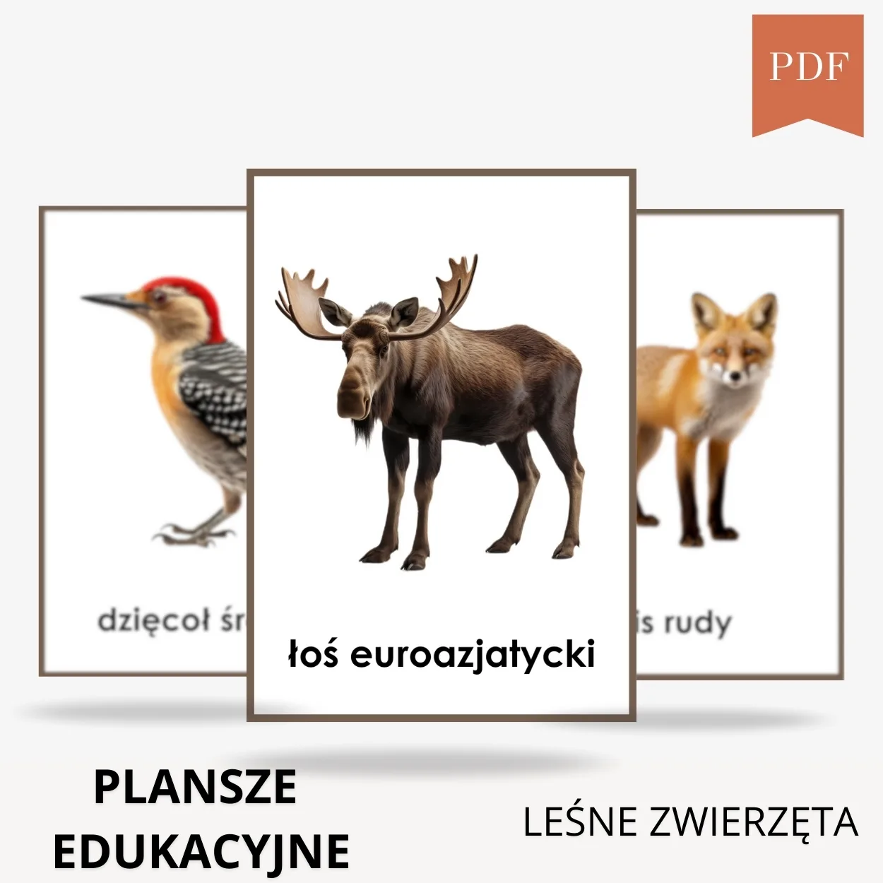 plansze edukacyjne leśne zwierzęta