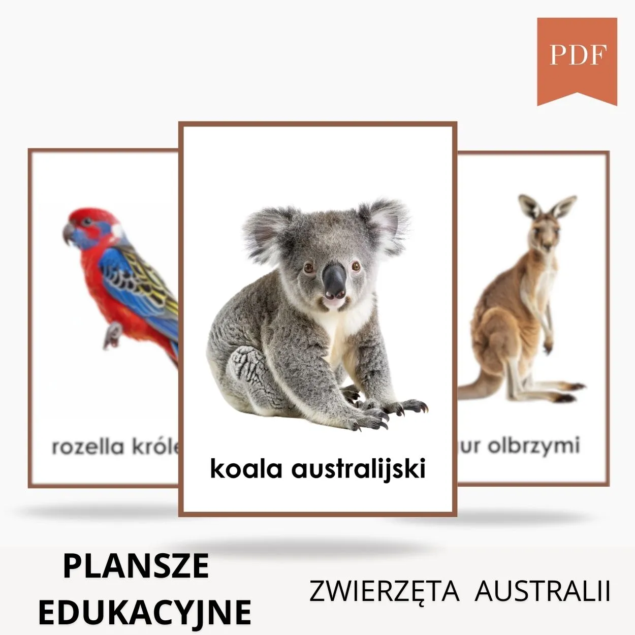 Plansze edukacyjne zwierzęta Australii do wydruku PDF