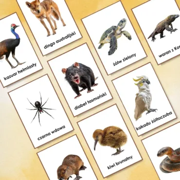 26 plansz edukacyjnych z charakterystycznymi zwierzętami Australii