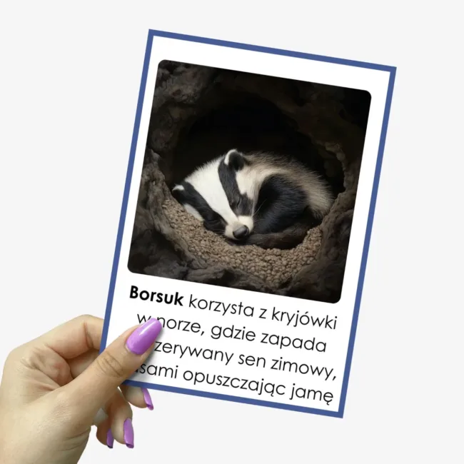 czy borsuk zapada w sen zimowy