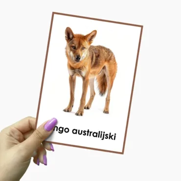 dingo australijski to pies tego kontynentu