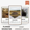 domy zwierząt leśnych plansze edukacyjne