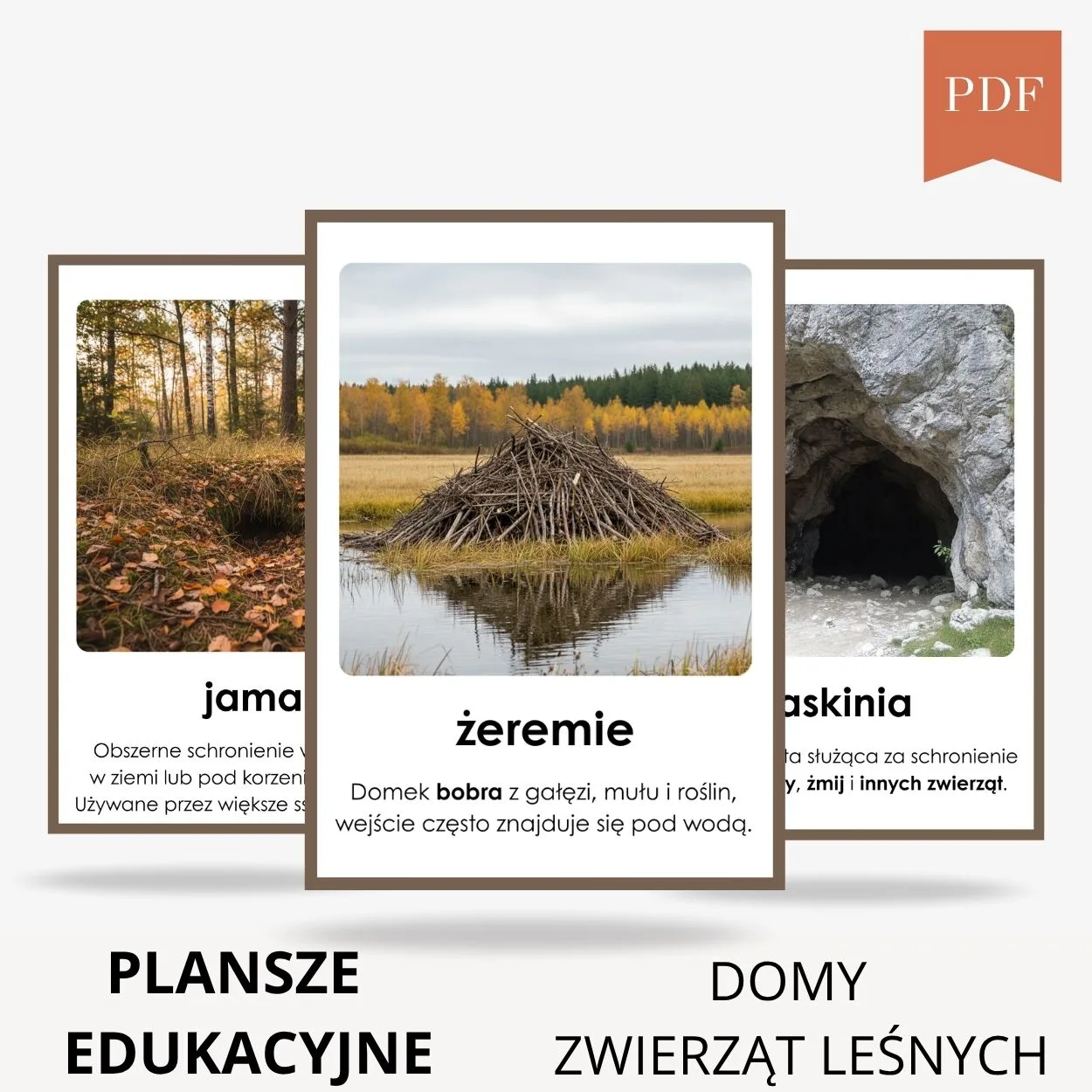 domy zwierząt leśnych plansze edukacyjne