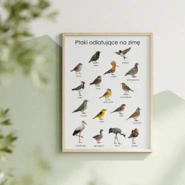 gatunki ptaków które odlatują na zimę