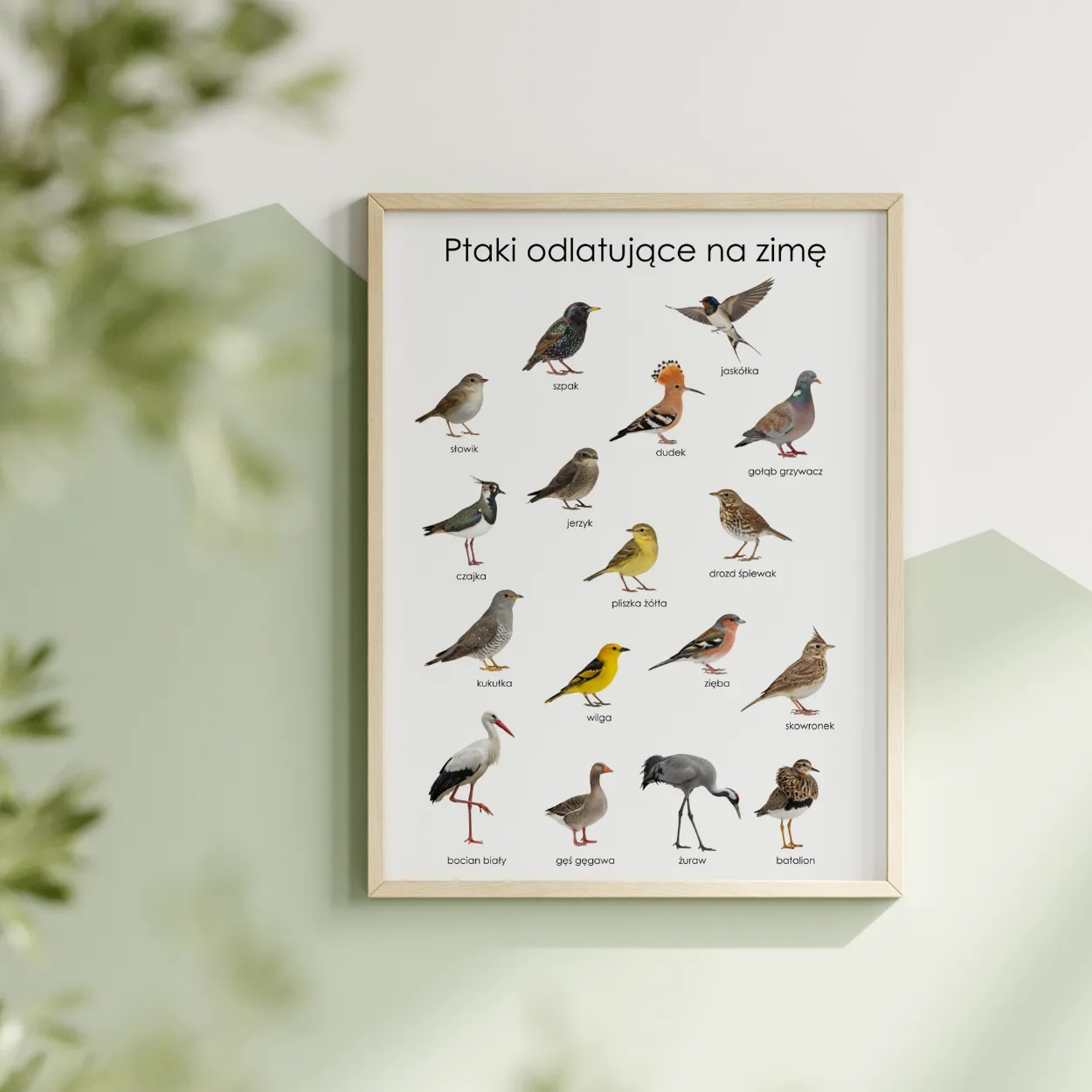 gatunki ptaków które odlatują na zimę