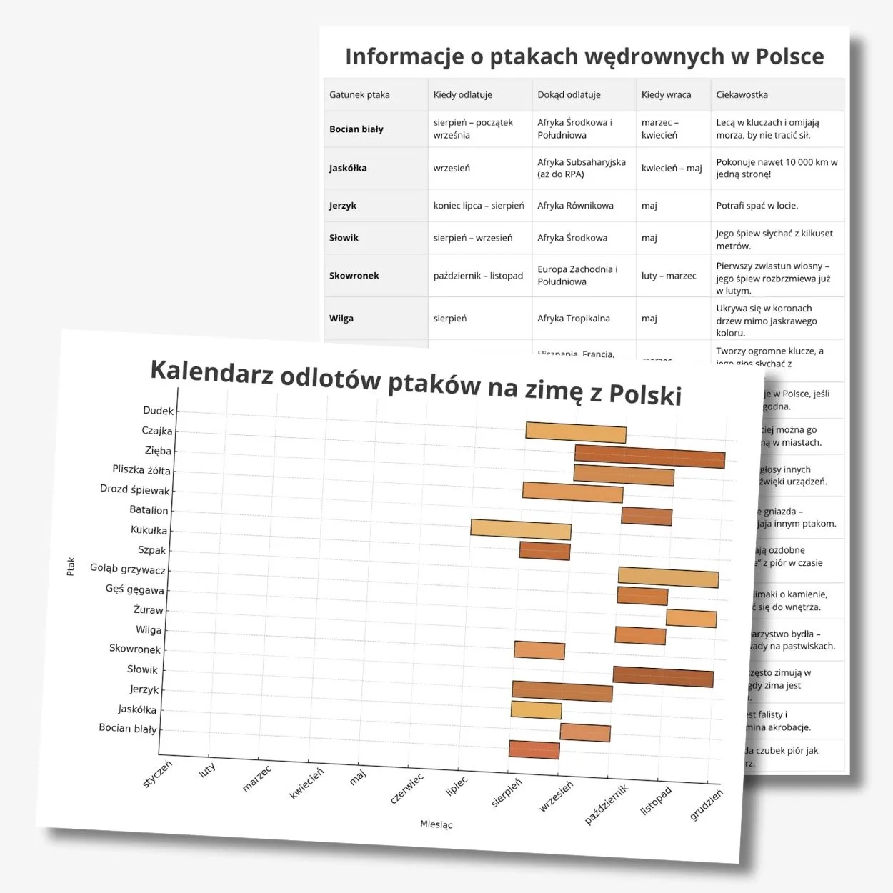 kiedy odlatują bociany, jaskółki, żurawie - kalendarz odlotów
