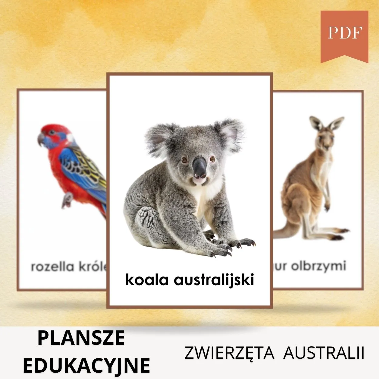 Zestaw najpopularniejszych zwierząt w Australii