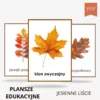 plansze-edukacyjne-Jesienne-liscie-do-druku-PDF